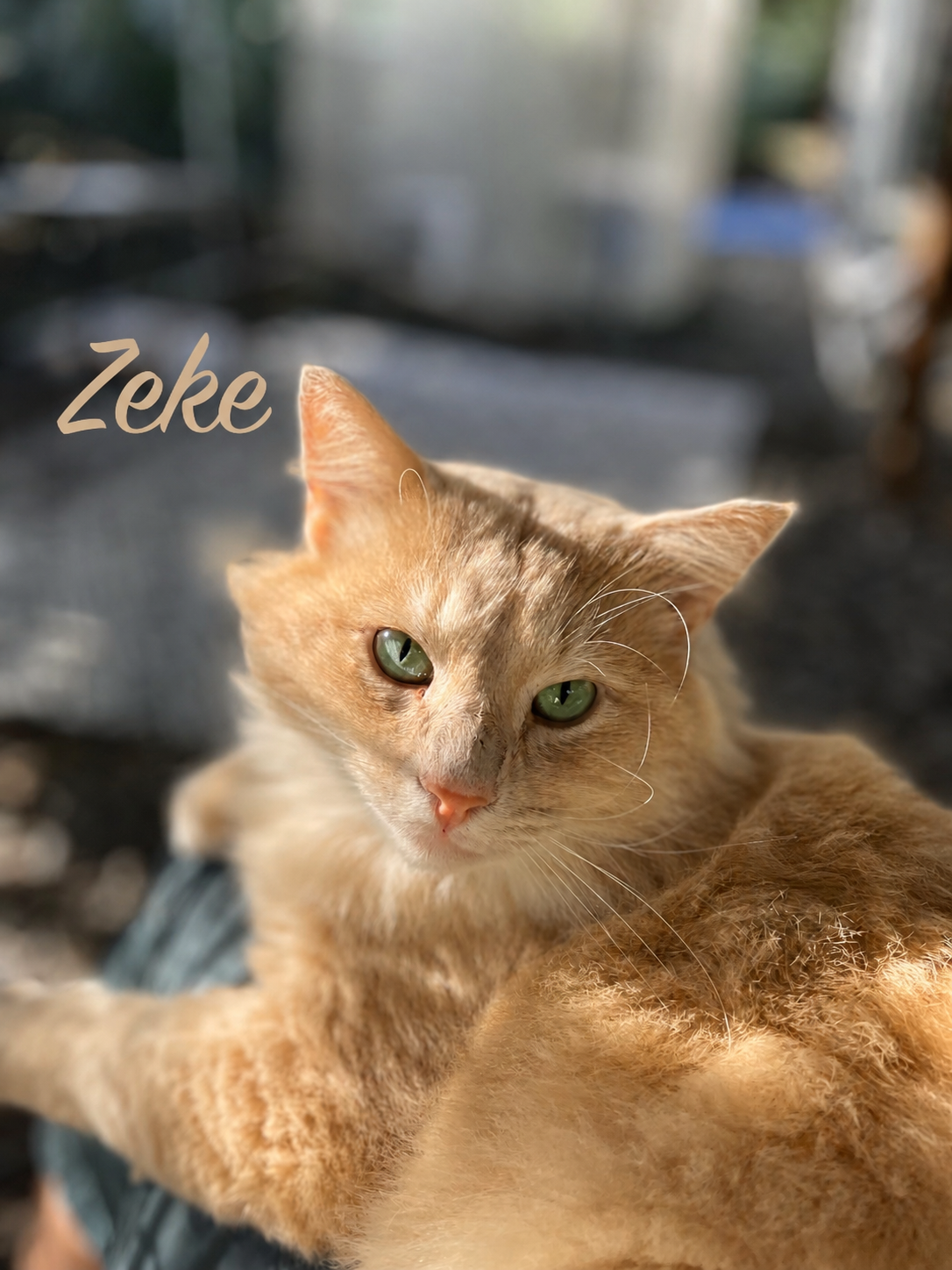 Campaign cover image for Help our cats get their dental surgeries
