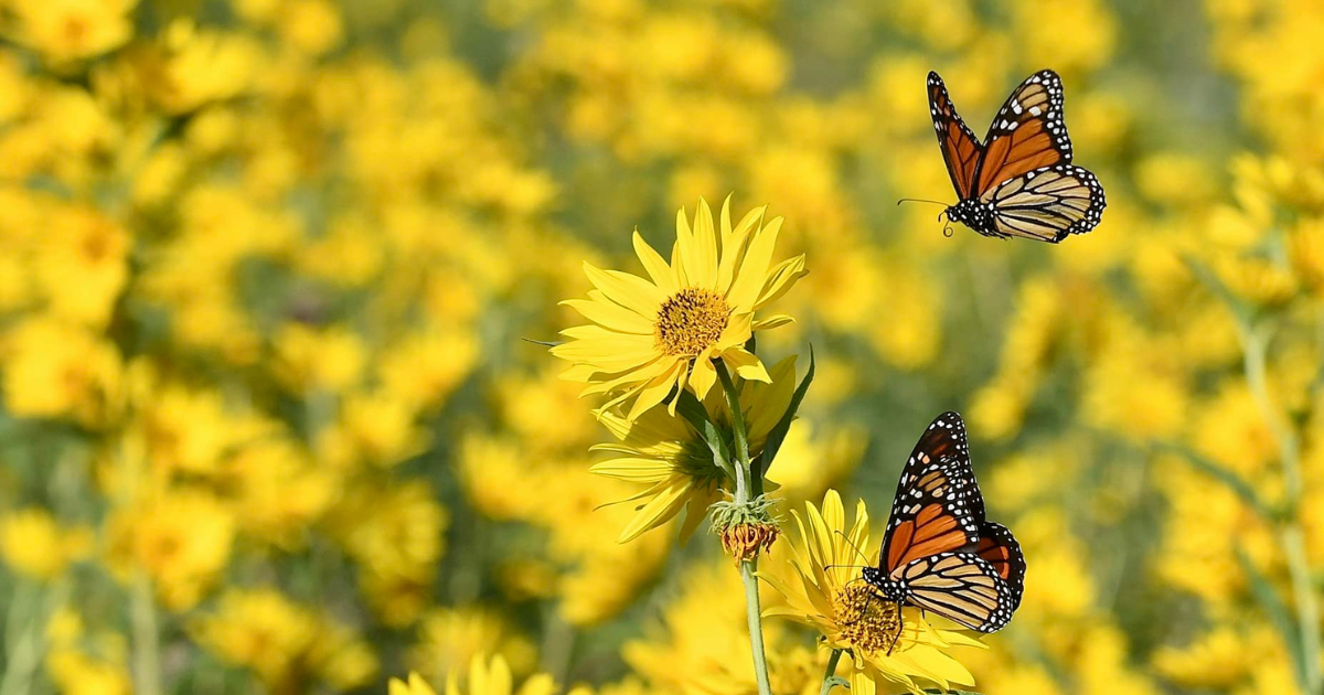 Campaign cover image for DOUBLE YOUR IMPACT for Oklahoma’s Pollinators!