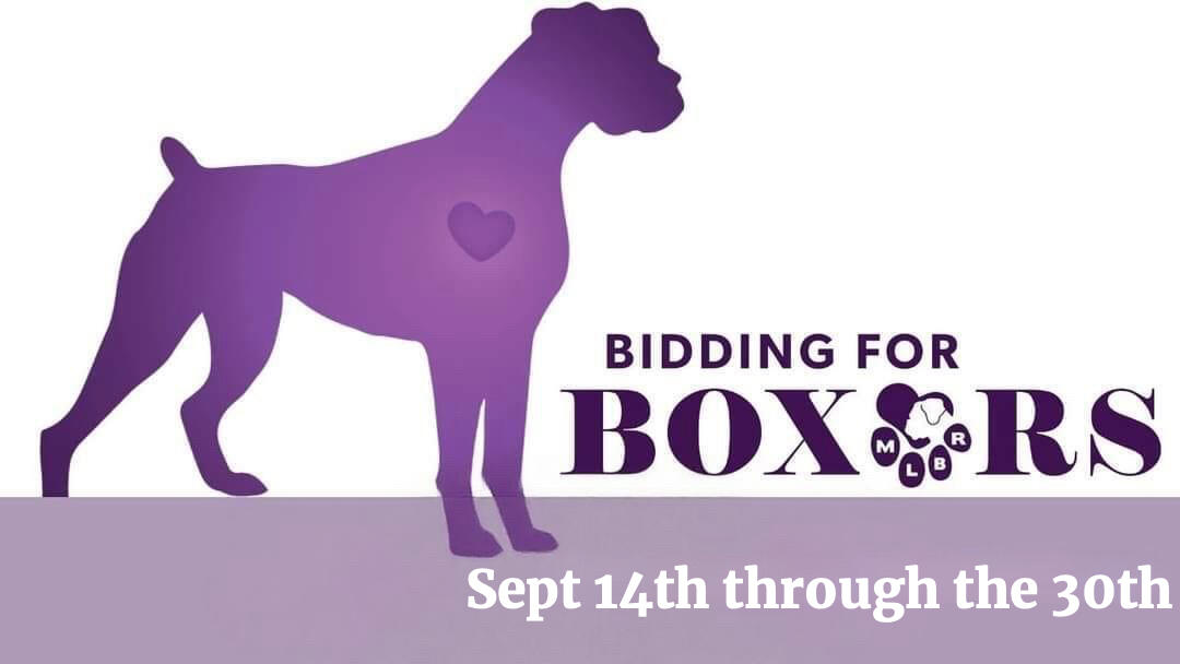 Campaign cover image for Bidding For Boxers