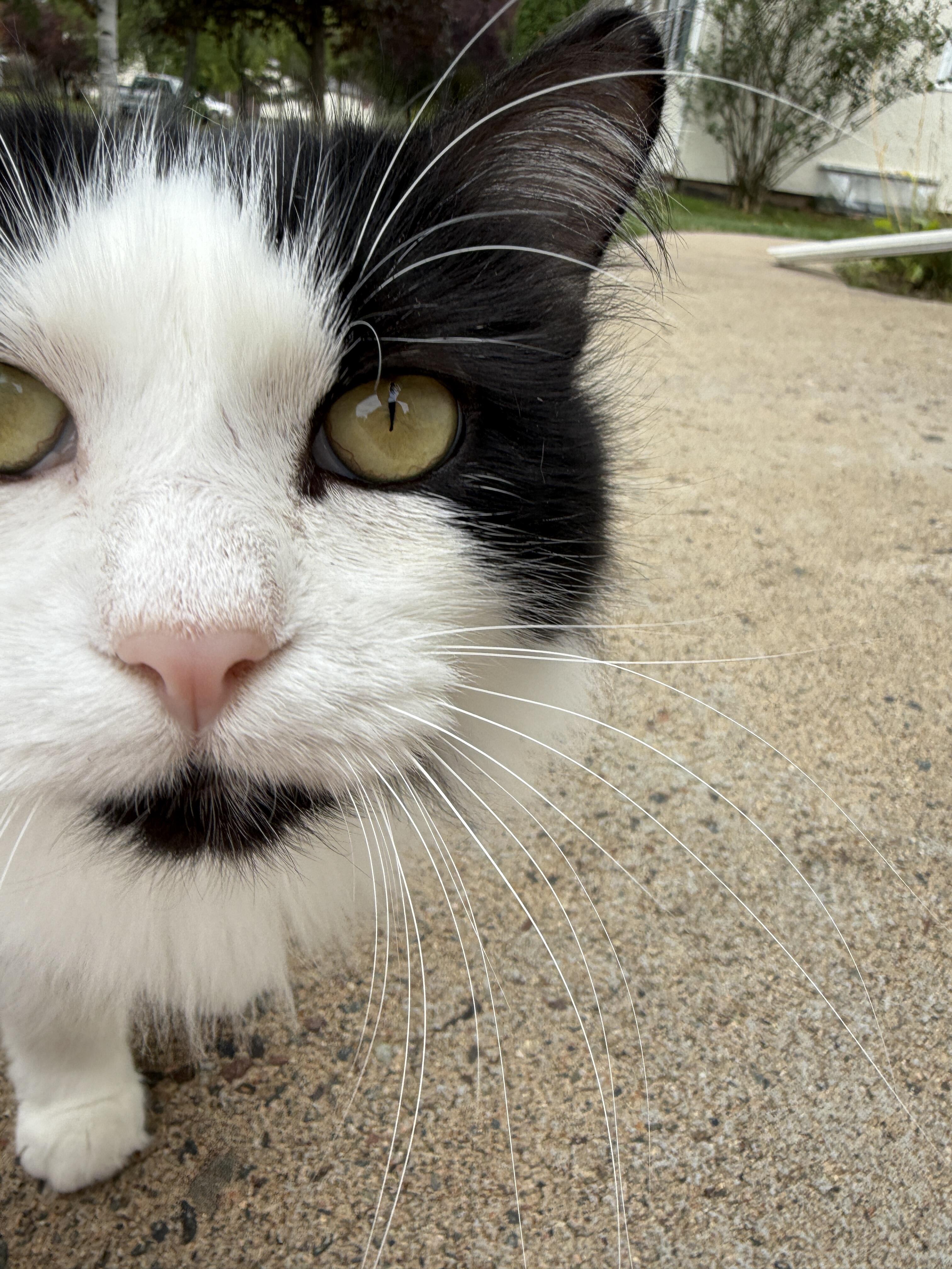 Campaign cover image for MMCH Cat Supplies