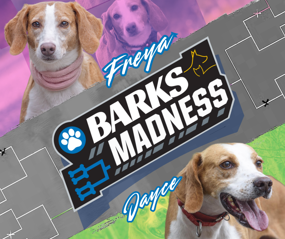 Campaign cover image for Barks Madness :: Round 1