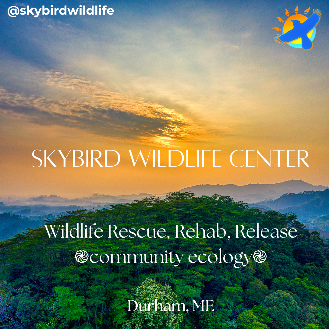Campaign cover image for Skybird Wildlife Fund