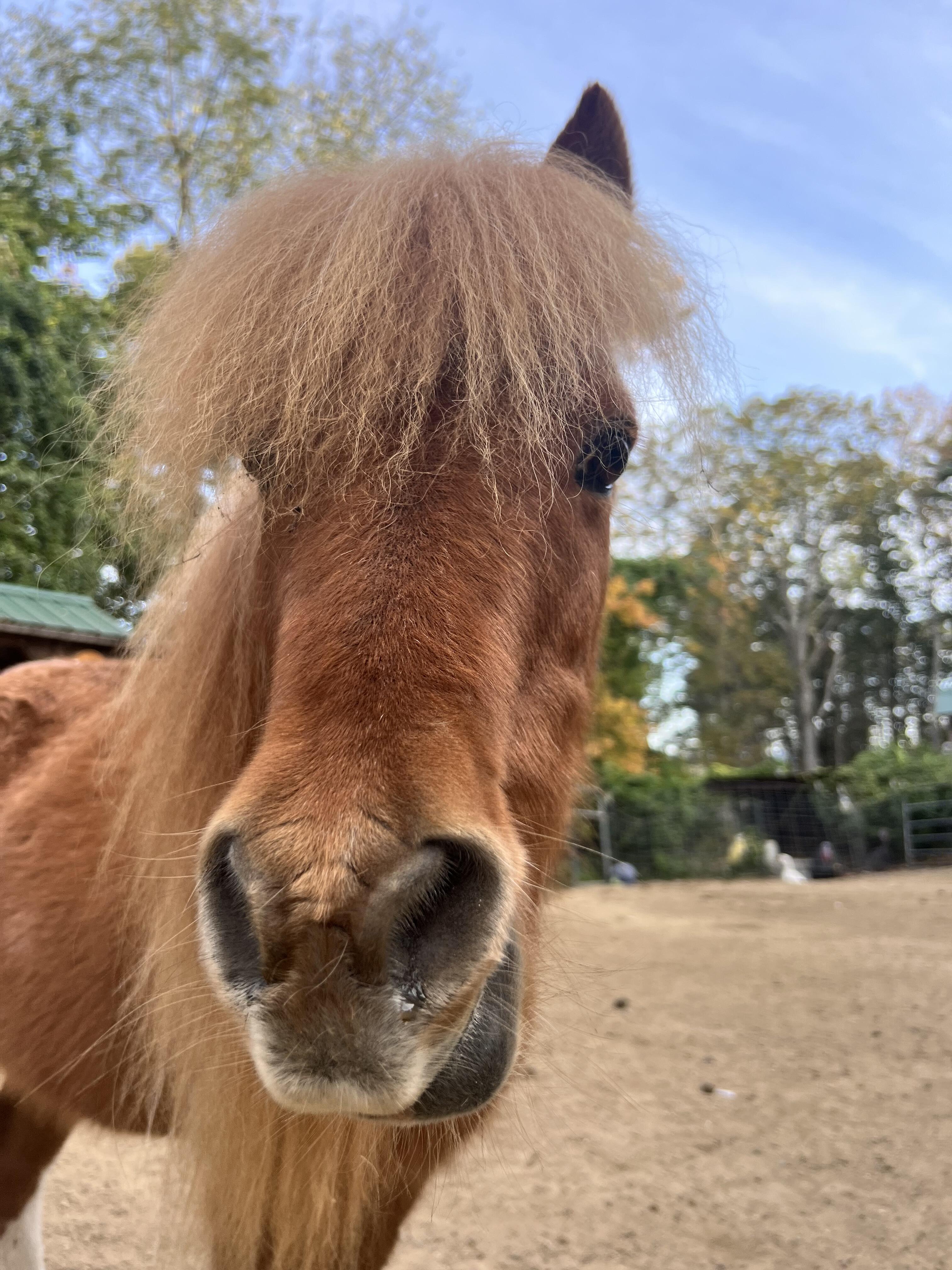 Campaign cover image for Bo Sponsor