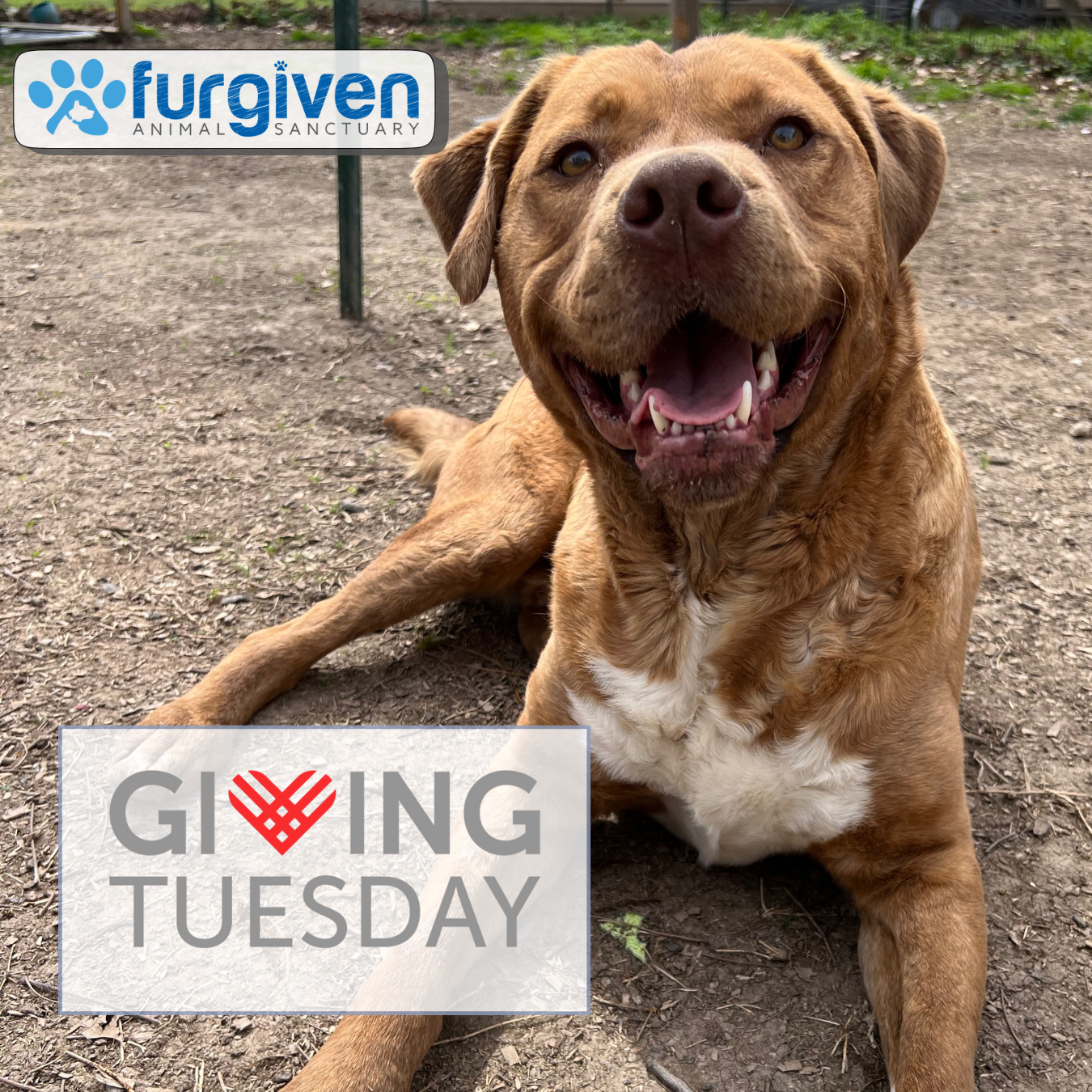 Campaign cover image for Giving Tuesday 2025