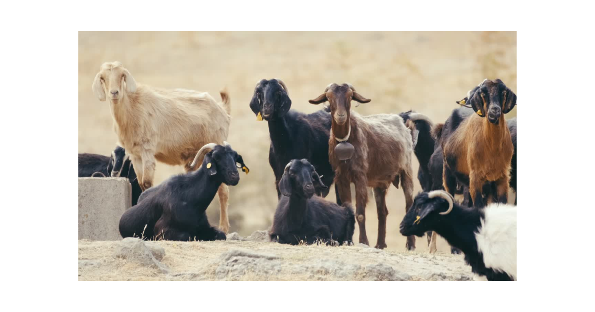 Campaign cover for Goat Program
