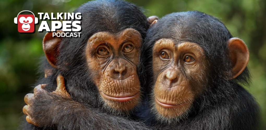 Campaign cover image for DONATE TO SAVE SEASON 5 OF TALKING APES