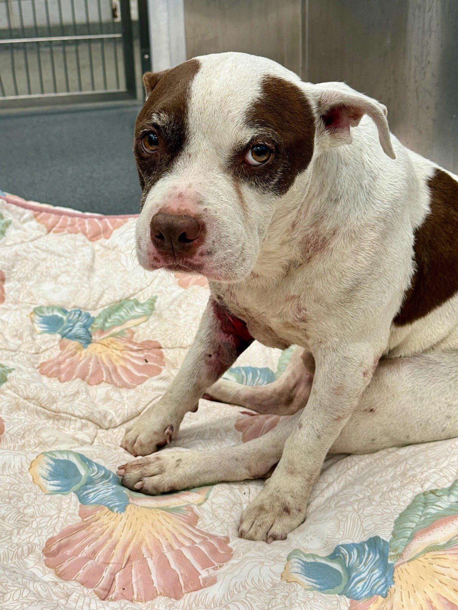 Campaign cover image for Help Goat Heal: A Gentle Senior’s Second Chance 🩺