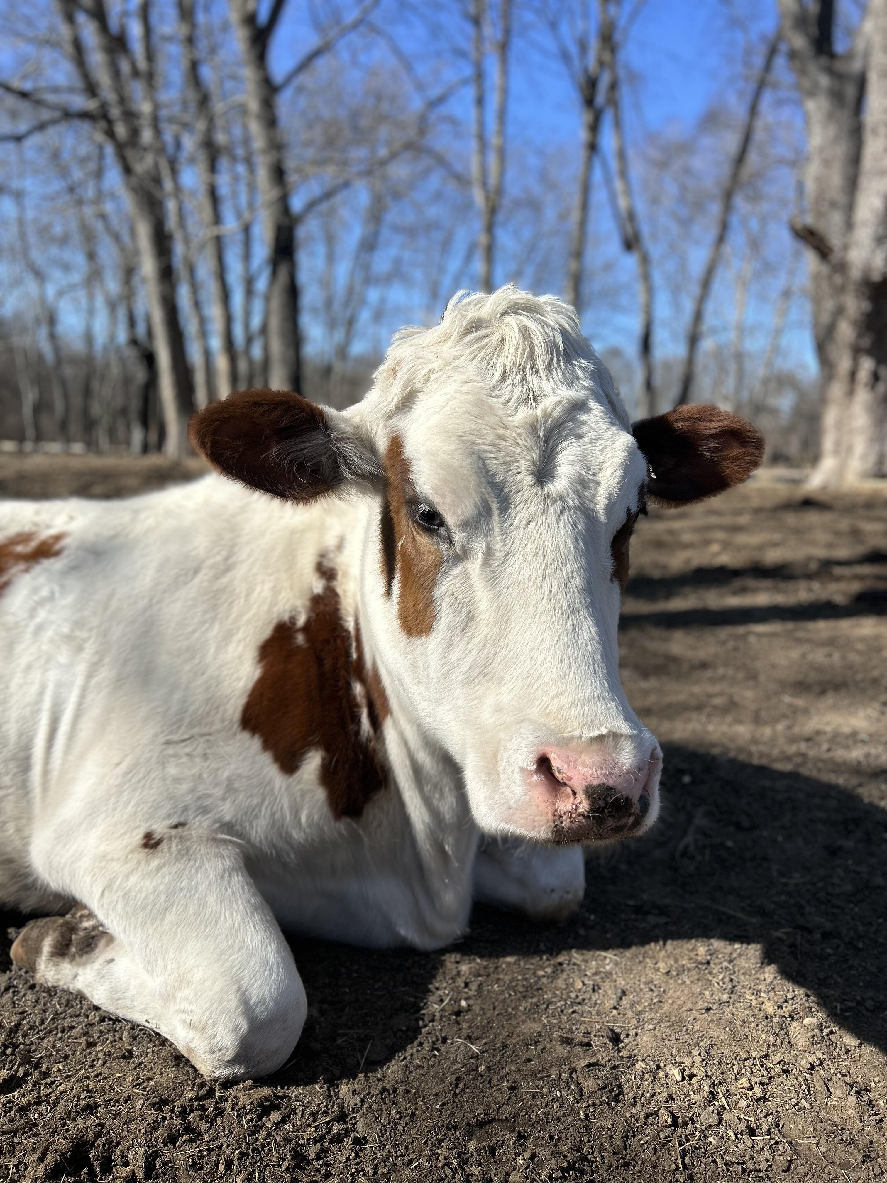 Campaign cover image for Build-A-Cow at the Sanctuary!