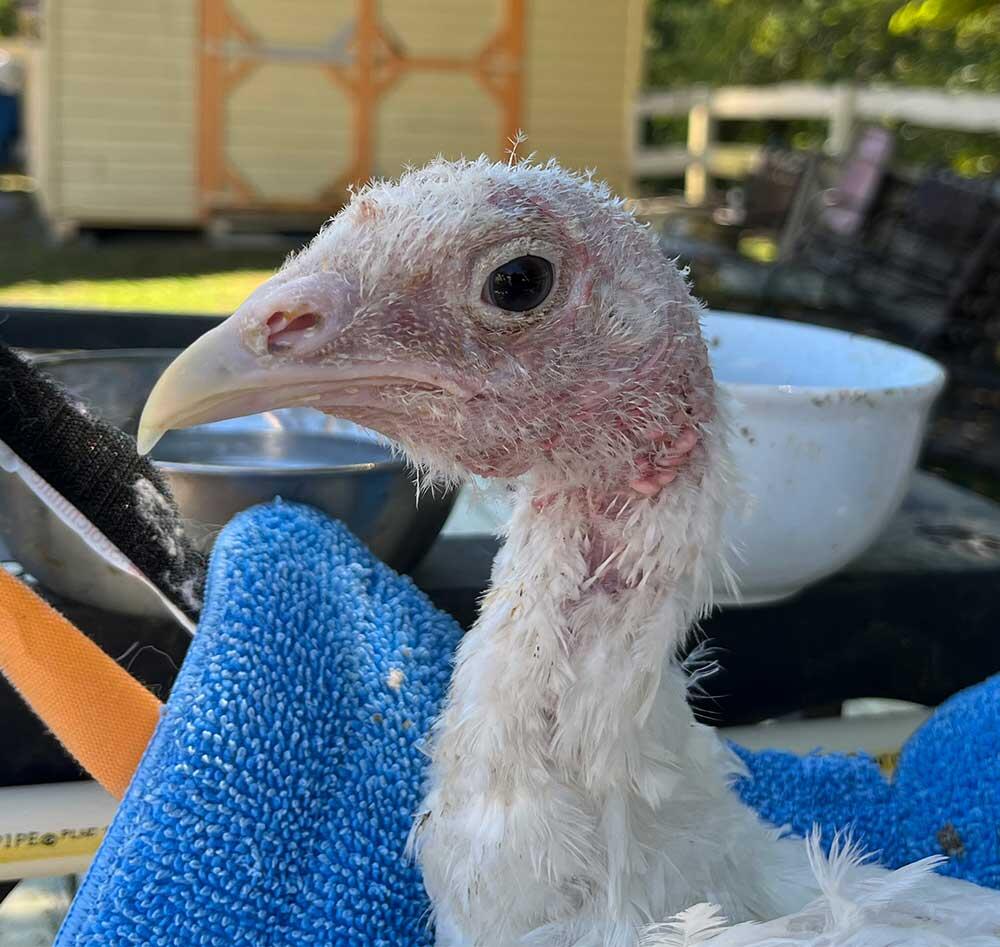 Campaign cover image for 6 Dollar Saturday for Pancha