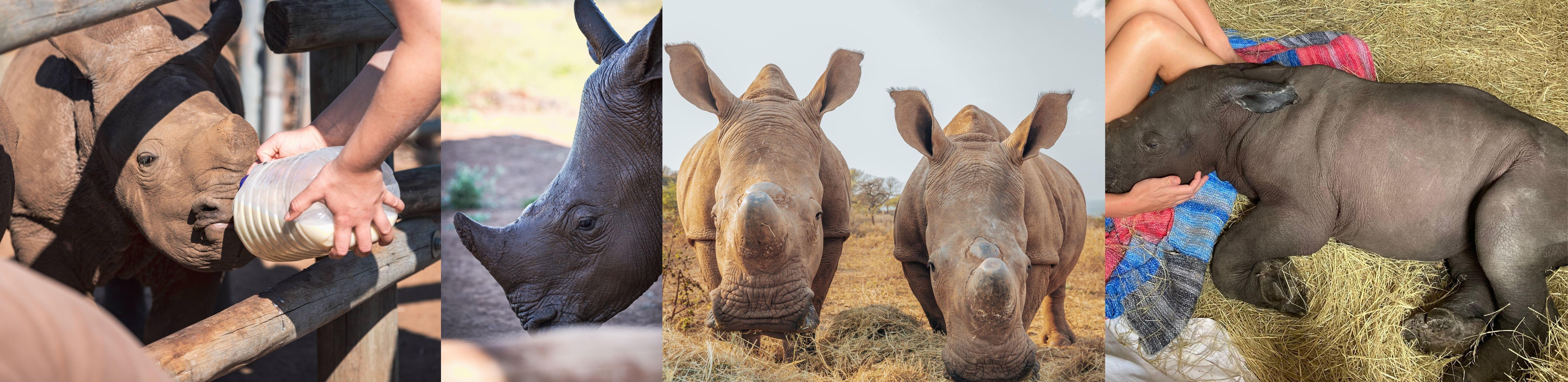 Campaign cover image for Protecting Orphaned Rhinos: From Crisis to Conservation