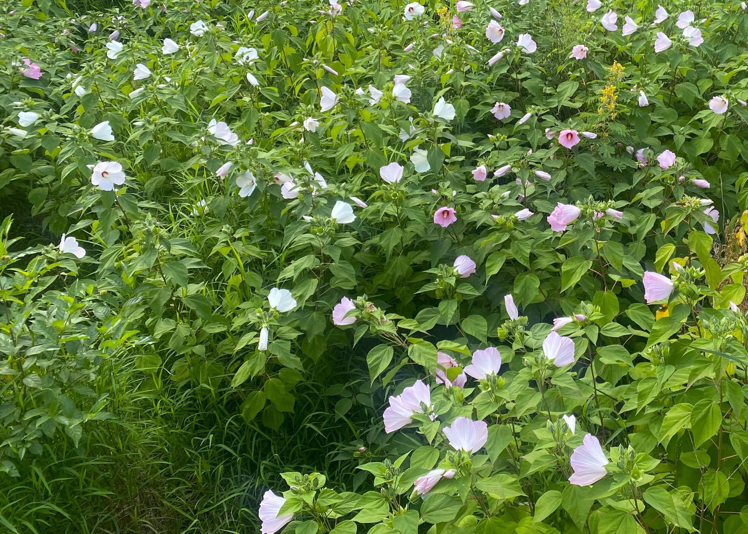 Campaign cover image for Bringing Nature Home: Lecture and Libations 2-6-26