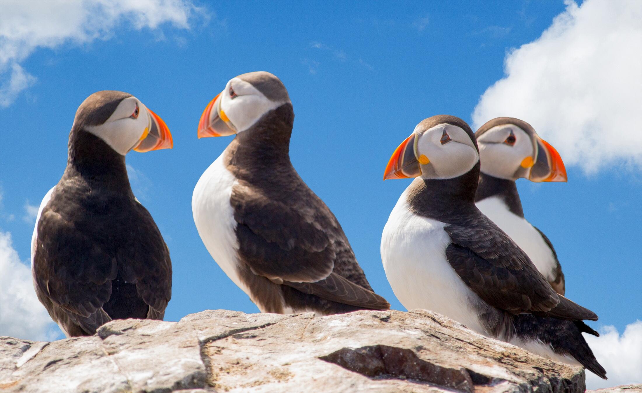 Campaign cover for Support Our Puffin Loving Community