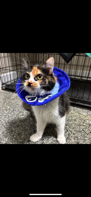 Campaign cover image for Help Us Fix Them All