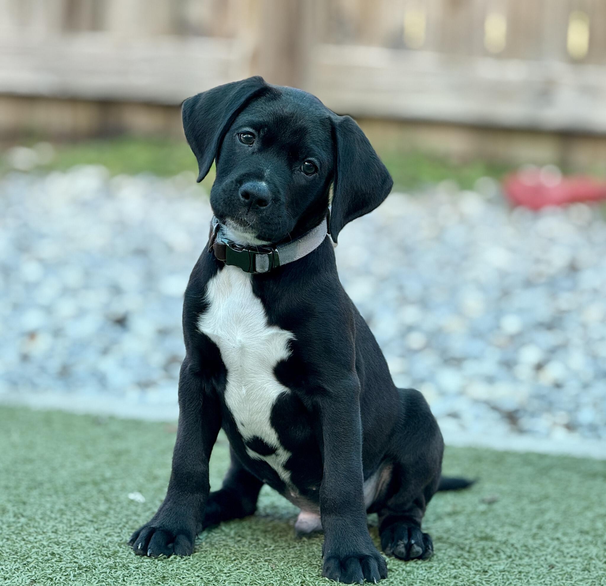 Campaign cover for Nokillsupport