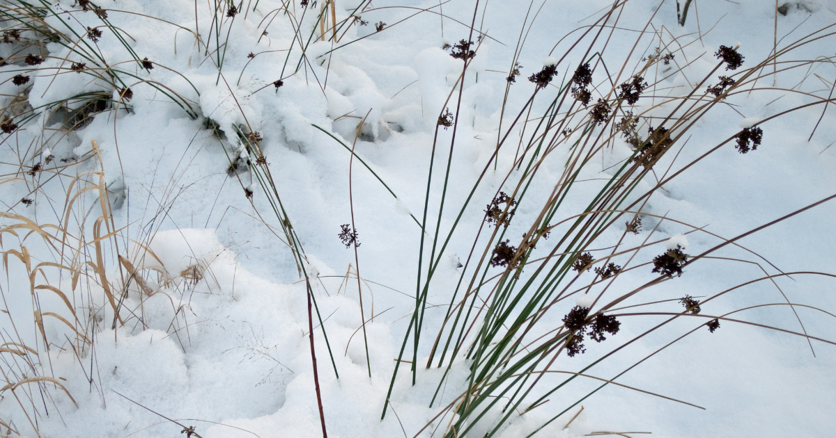 Campaign cover image for Winter Seed Sowing Workshop 1-10-26