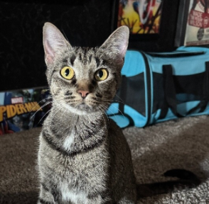 Campaign cover image for BISCUIT BRIGADE - CAT DIVISION OF FISHYS