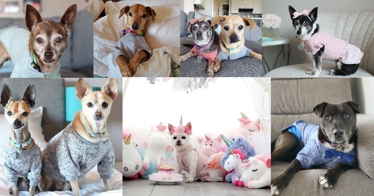 Campaign cover image for Delilah's Birthday Fundraiser - 2022