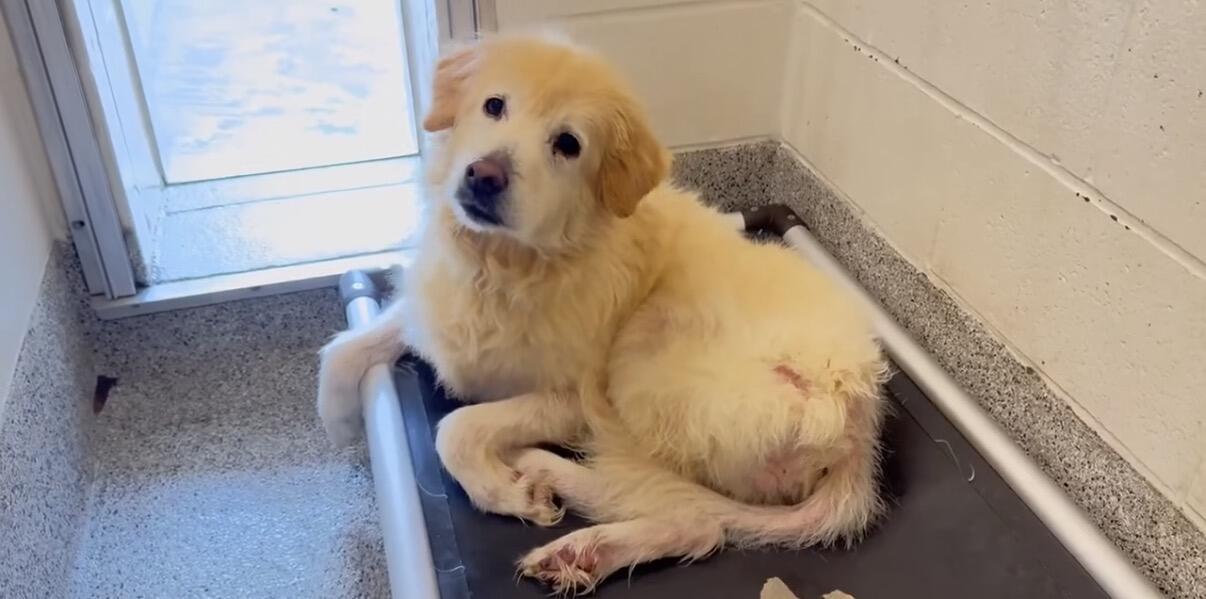 Campaign cover image for First Rescue of 2026