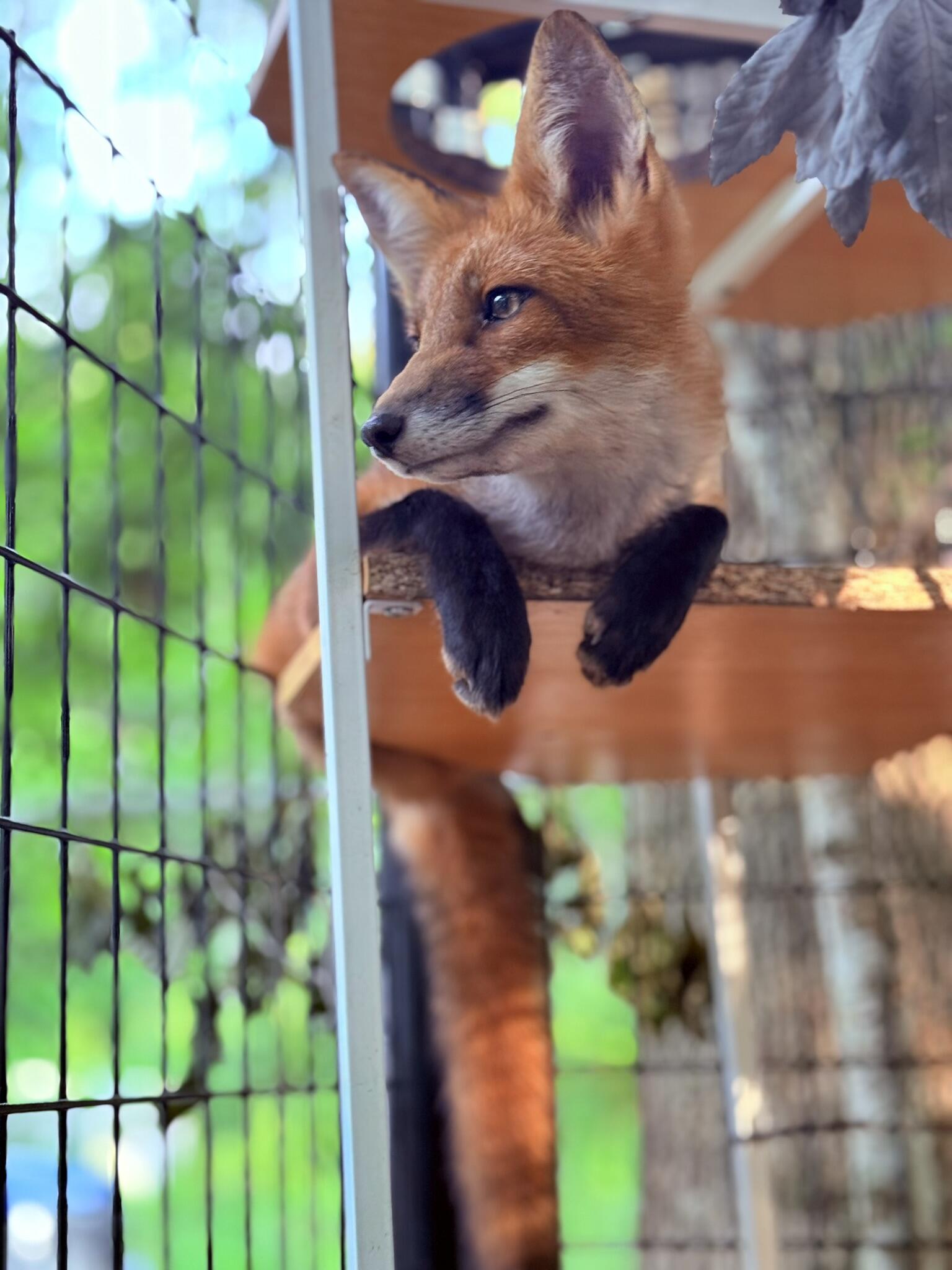 Campaign cover image for Non-Release Cages
