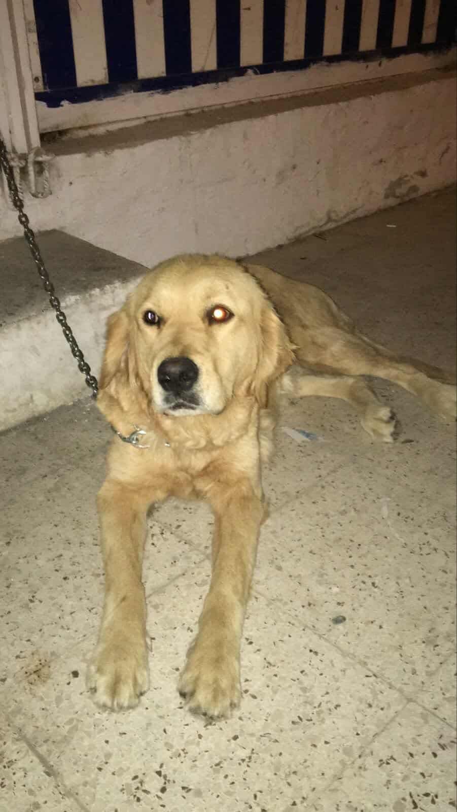 Campaign cover image for ⛓️‍💥Chained up and abandoned