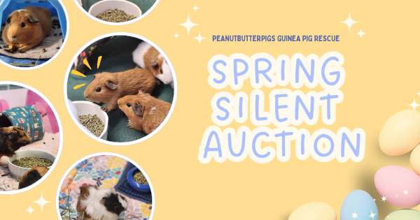 Campaign cover image for Spring Silent Auction