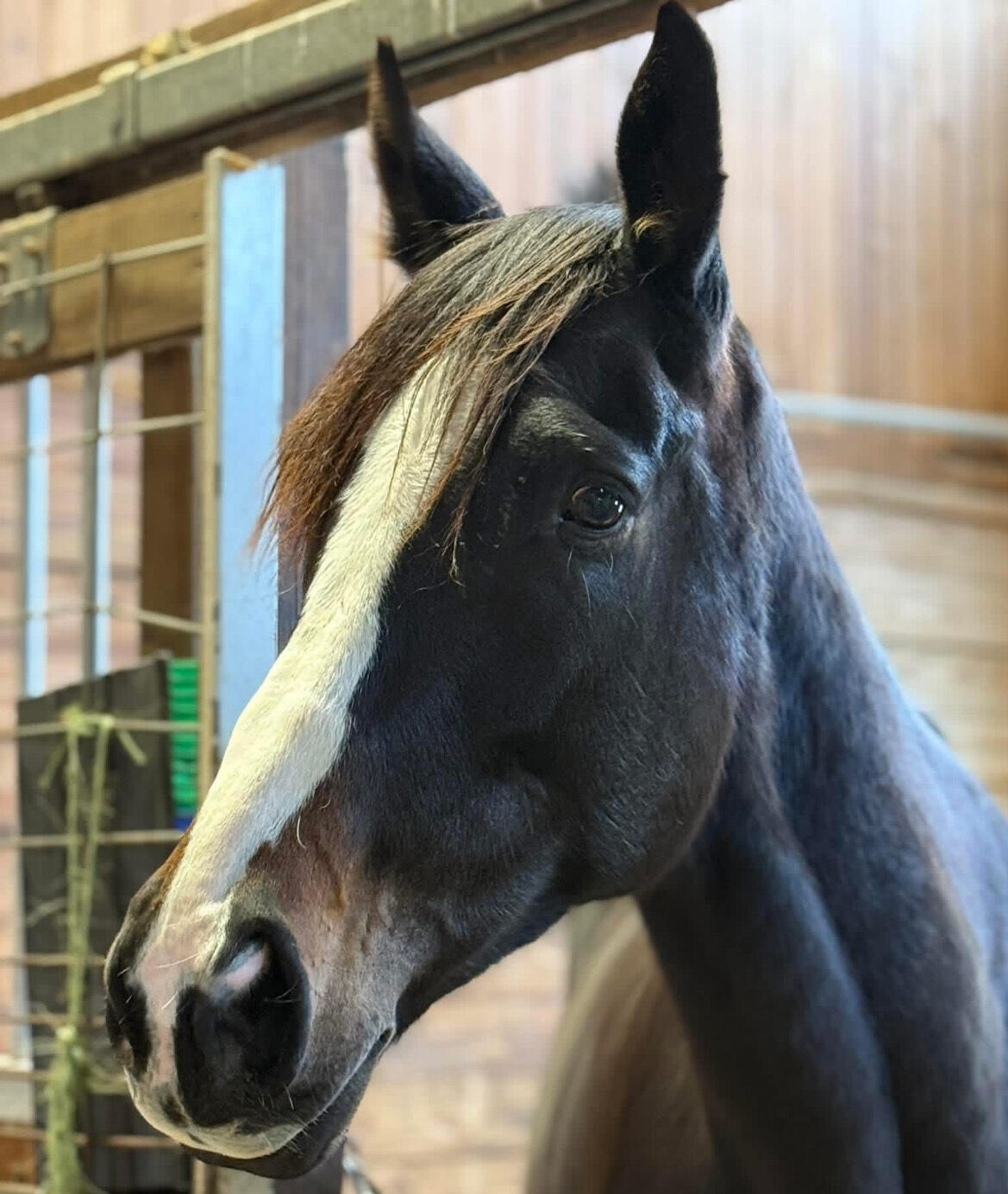 Campaign cover image for The Forever Home Fund at Serenity Oaks Equine Sanctuary