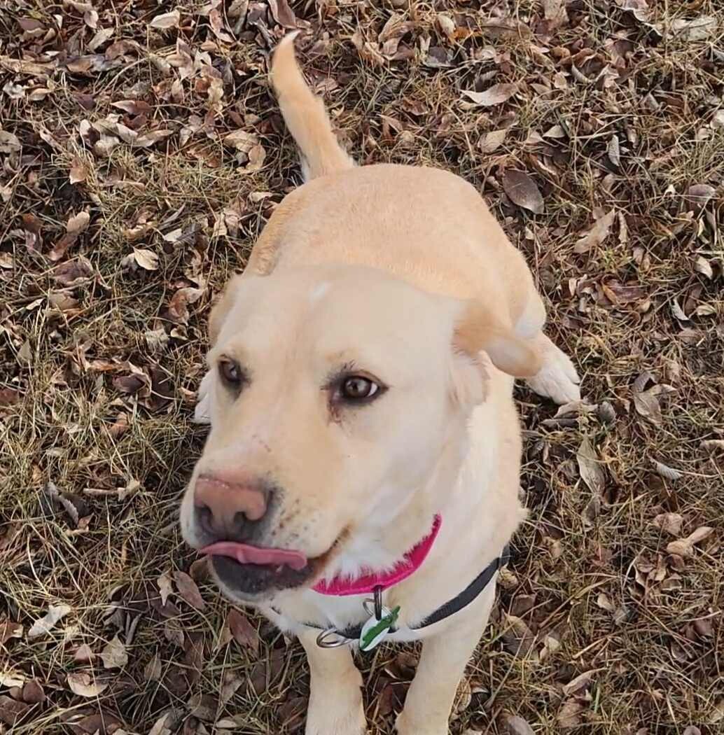 Campaign cover image for Momma Sequoia sprouted 12 little loves!