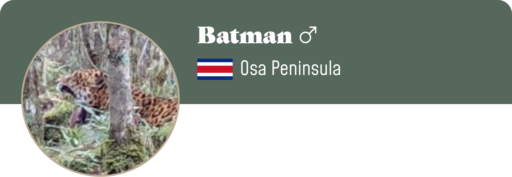 Campaign cover image for Adopt Batman