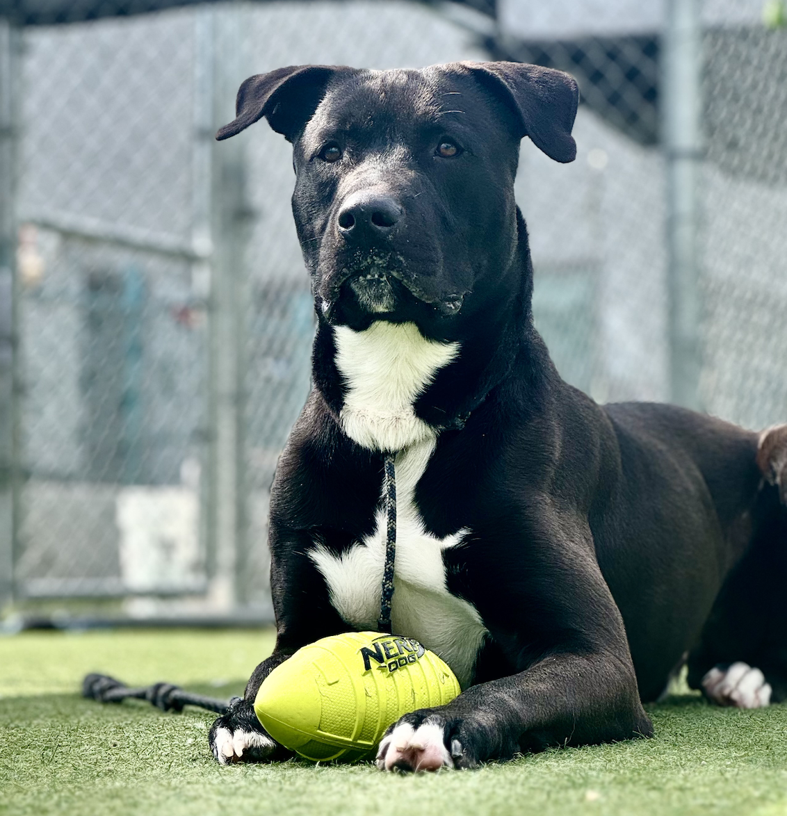 Campaign cover image for Help Save Blue Today: Urgent Fundraiser! 🙏🐾🆘