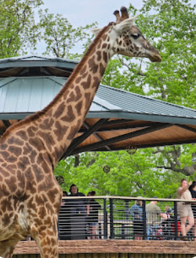 Campaign cover for A Day at the Zoo