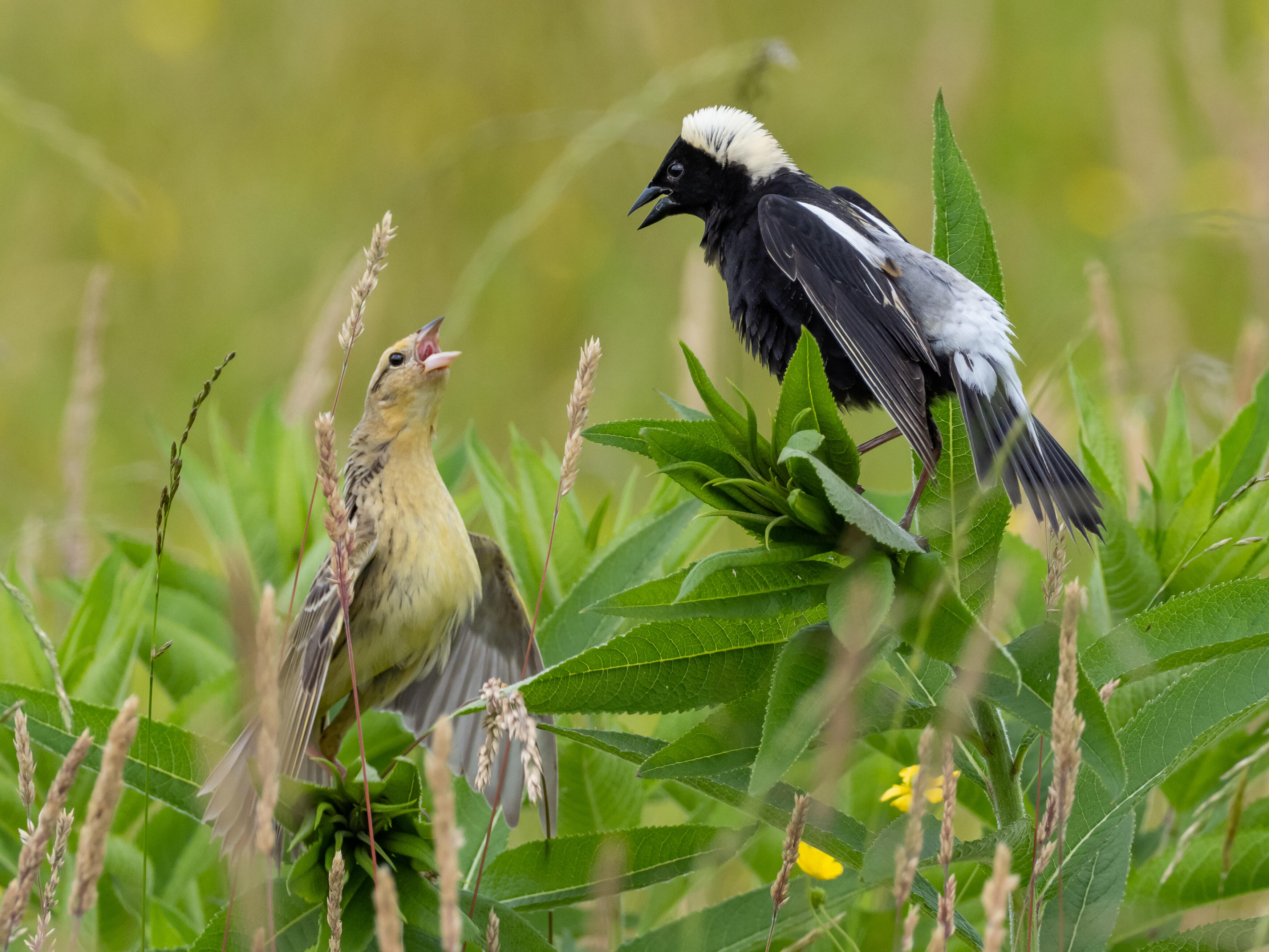 Campaign cover image for Grassland Bird Stewardship Day at Thorn Preserve