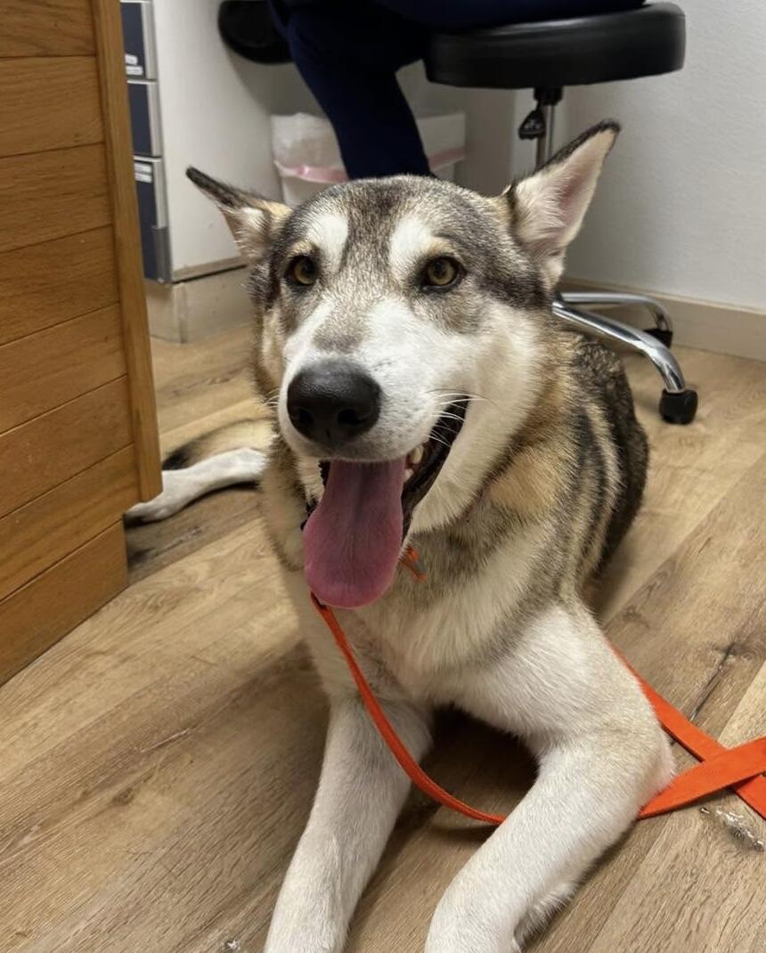 Campaign cover image for Help Hawkeye