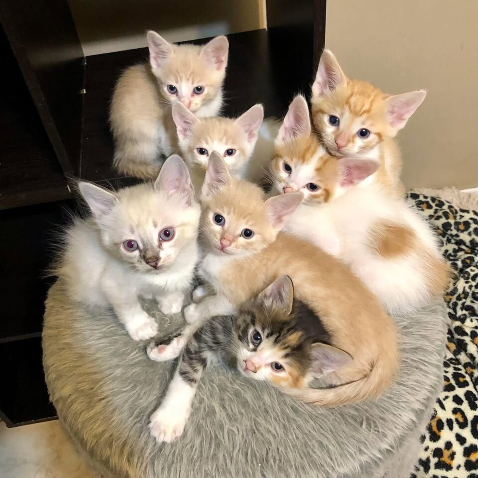 Campaign cover image for Please support our ongoing rescue needs!