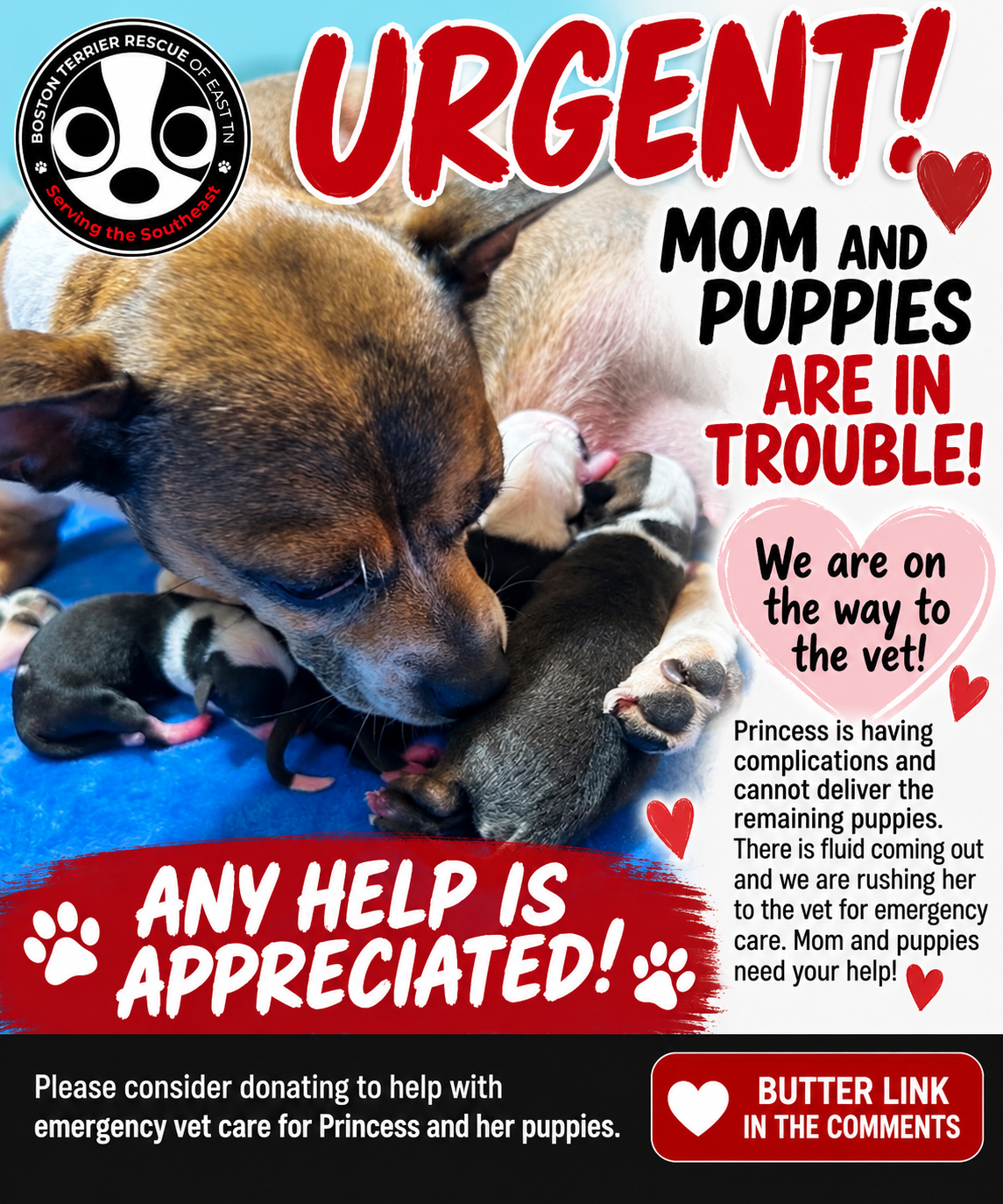 Campaign cover for Princess and the Pups