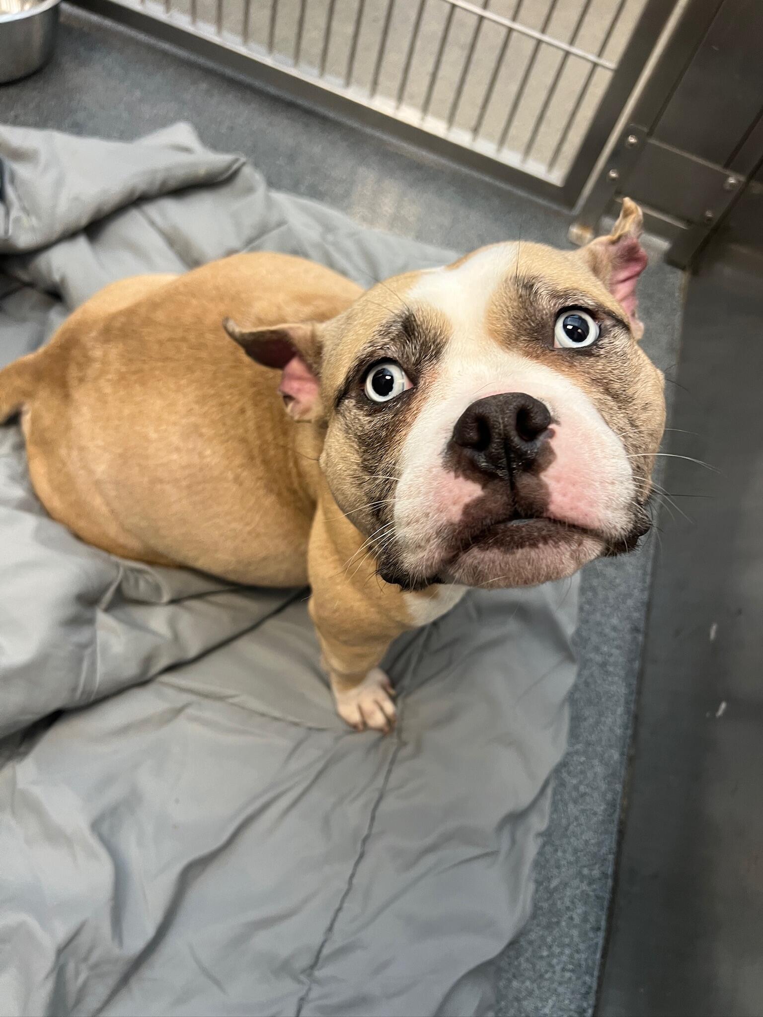 Campaign cover image for 💔 Harley’s Heart Is Failing — But Hope Isn’t