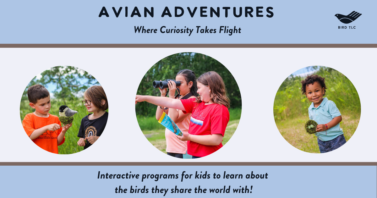 Campaign cover image for Avian Adventures Summer Camp 2025 for ages 7 - 12