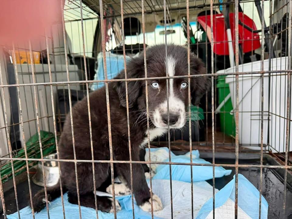 Campaign cover for Fighting for Niko: Emergency Parvo Care Needed