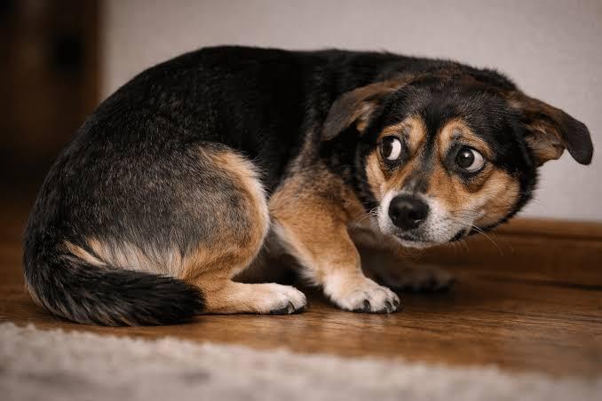 Campaign cover image for Be Fear Free: Supporting Fearful Dogs