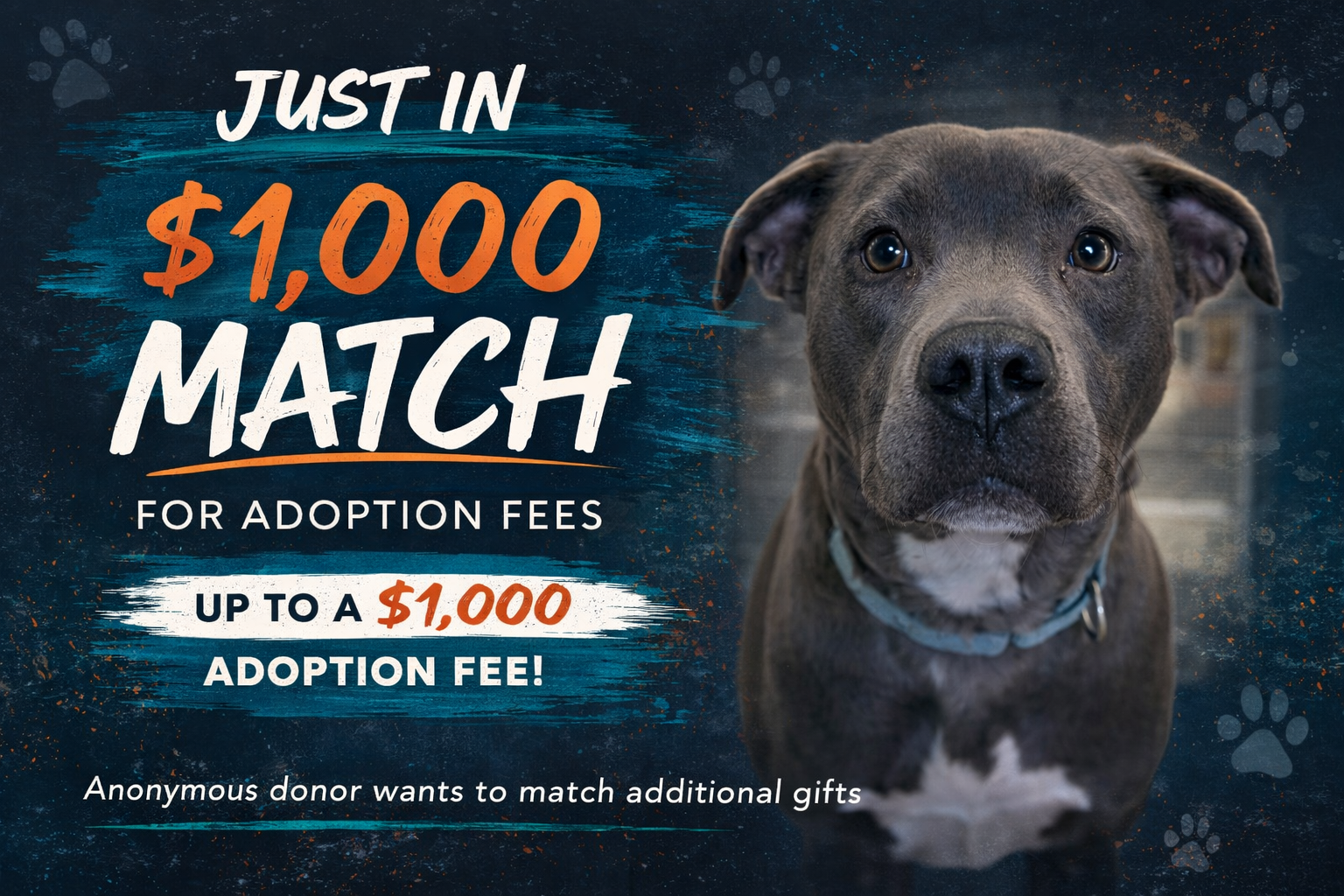 Campaign cover image for Adoption Sponsor Matching Grant