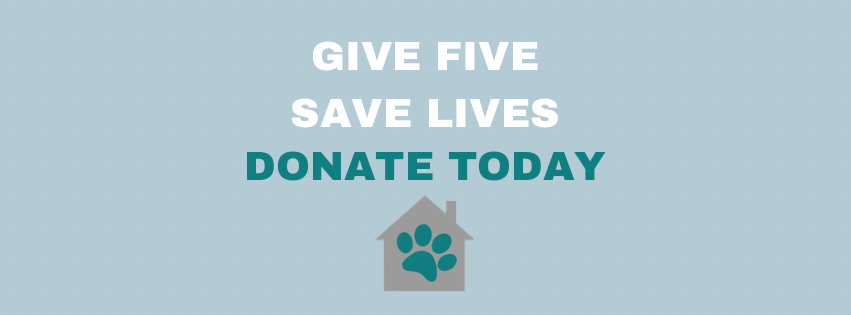 Campaign cover for Give Five. Save Lives. 🐾