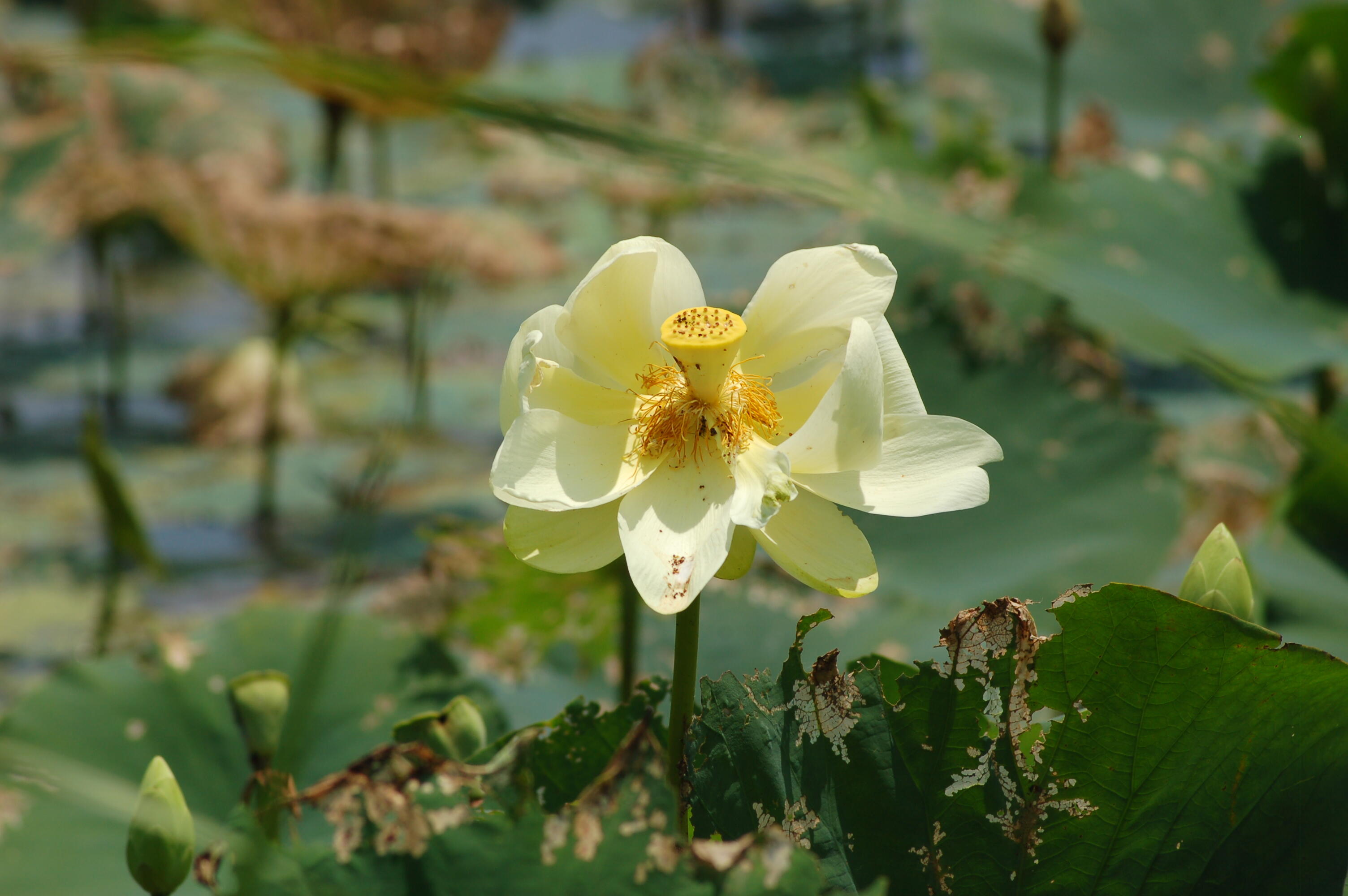 Campaign cover image for Wetland Wildflowers