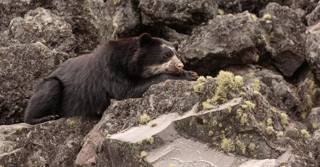 Protect the Guardians of the Andes with Tambo Condor | Reforest Ecuador