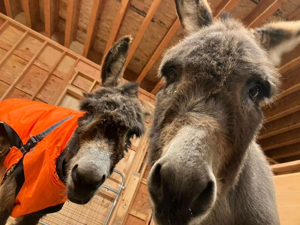 Campaign cover image for Sponsor Snickers & Jelly Bean! ❤️