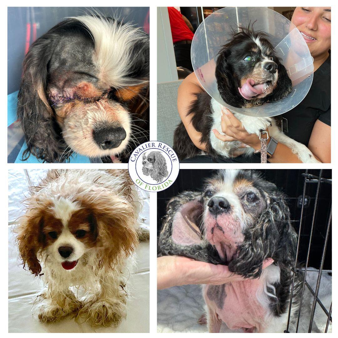 Campaign cover for CRF Emergency Medical Fund