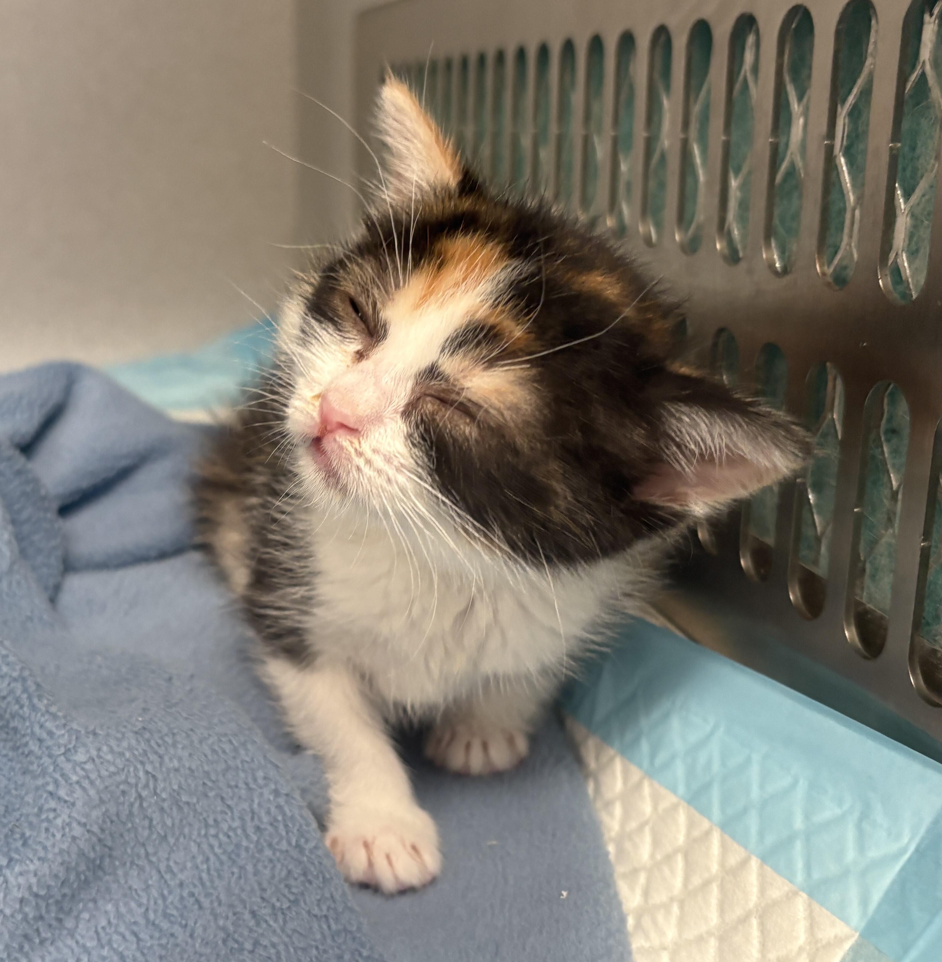 Campaign cover image for Little LUCKY needs your help, please!