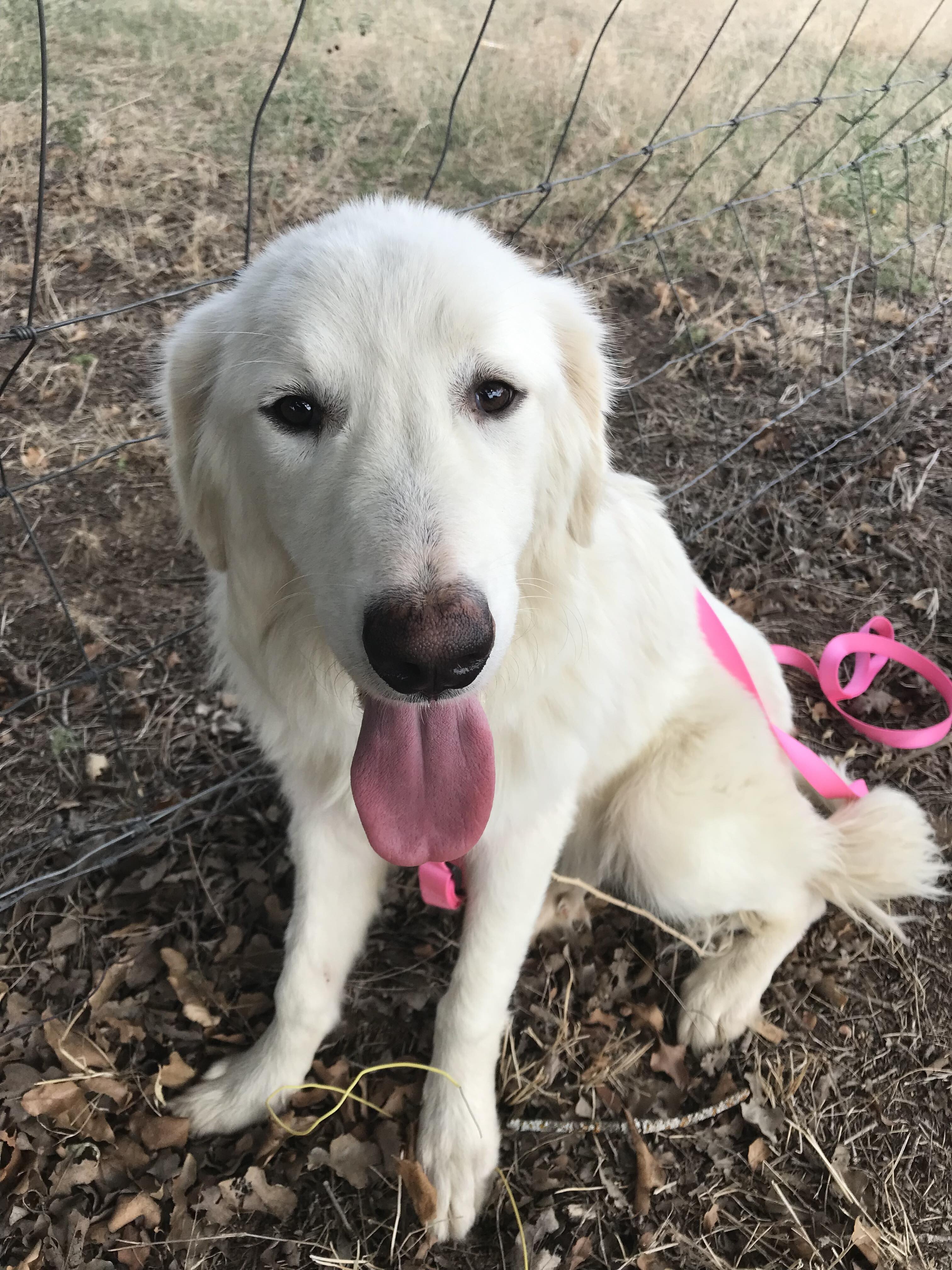 Campaign cover image for Help Find Niish!