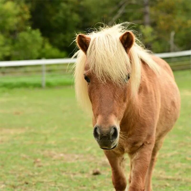 Campaign cover image for Beau Horse Sponsorship