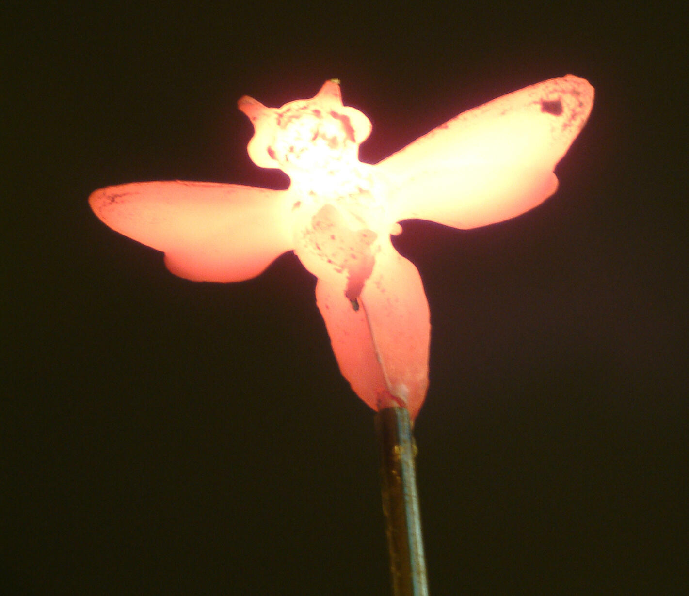 Campaign cover image for Hive Collective