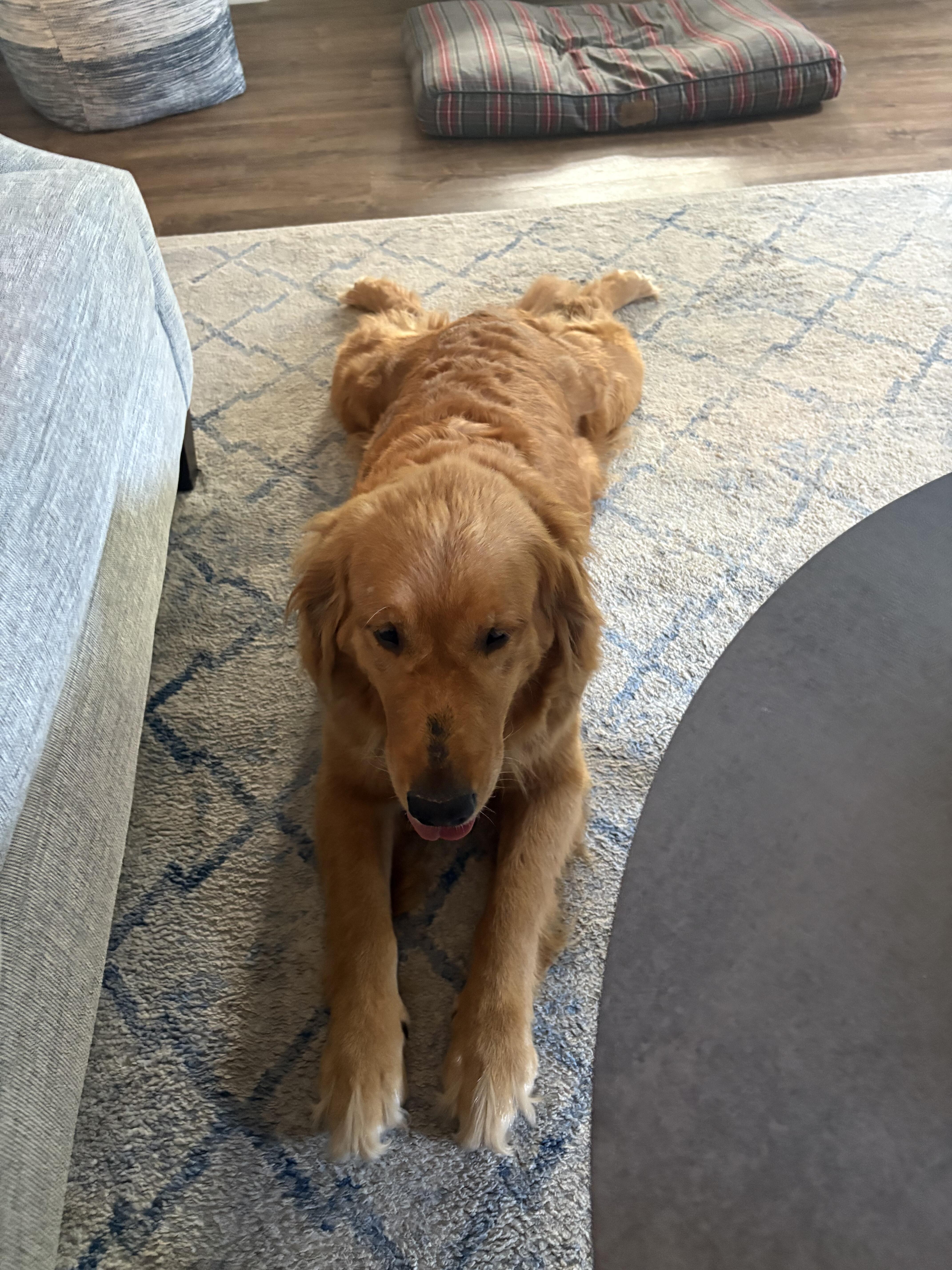 Campaign cover image for Gracie Joy HW+ - HeartsRGolden Fund