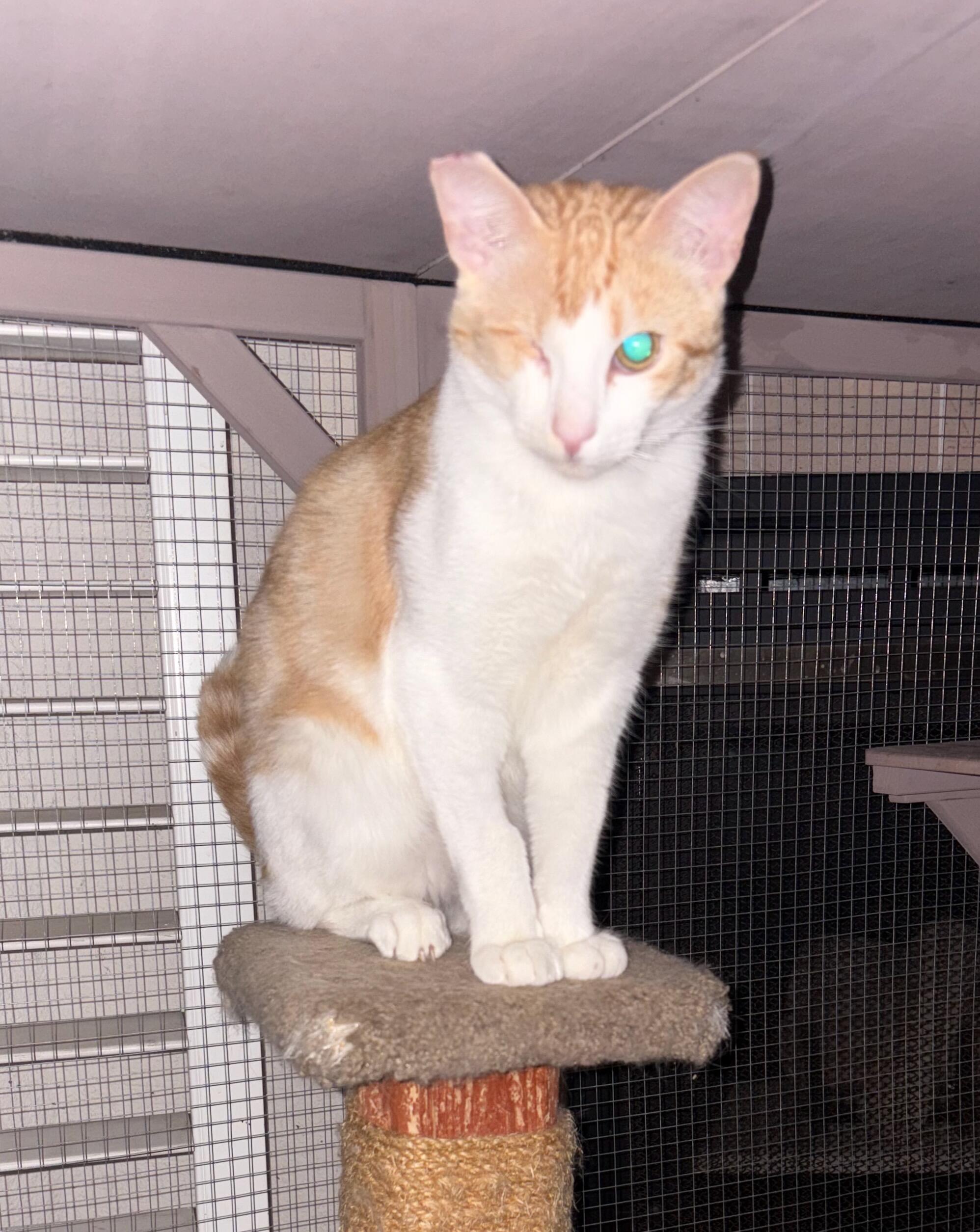 Campaign cover image for Community Cats Need Your Support!